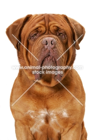 International Champion Dogue de Bordeaux (Grand Rouge Luccianob by Red Rhino)