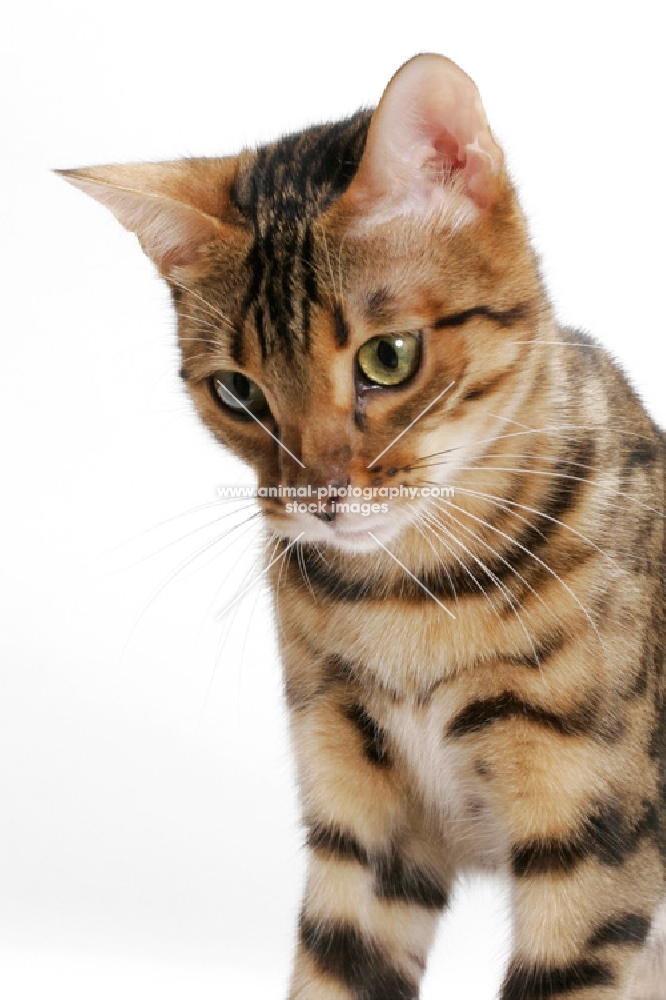 Brown Spotted Tabby Bengal on white background, looking down
