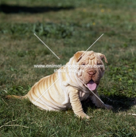 shar pei pup looking at camera