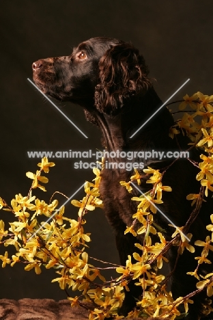 Boykin Spaniel amongst yellow flowers