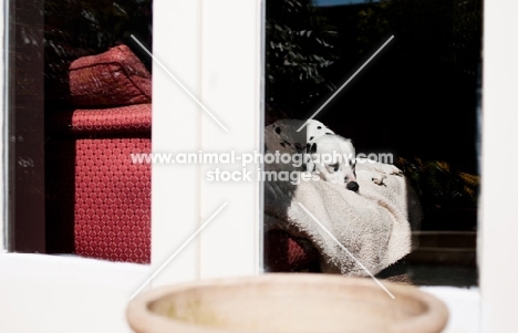 Dalmatian sleeping on a sofa, through a window view.
