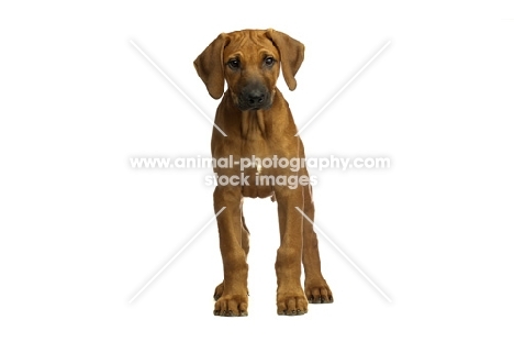 Rhodesian Ridgeback puppy