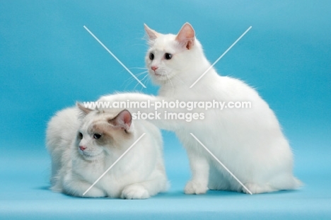 Blue Point Bi-Colour Ragdoll with younger ragdoll