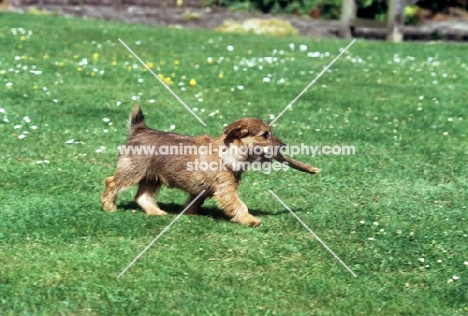 norfolk terrier puppy carrying a stick