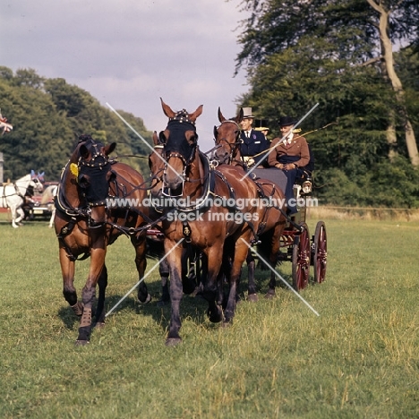  duke of edinburgh driving his team of Cleveland Bays, cirencester park carriage driving competition 