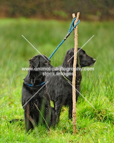 working flat coats, picking up on a pheasant shoot