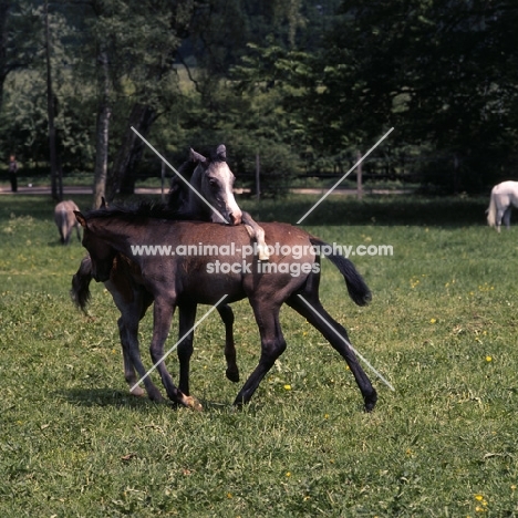 two German Arab foals playing at marbach,