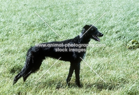 rough coated lurcher standing in a field