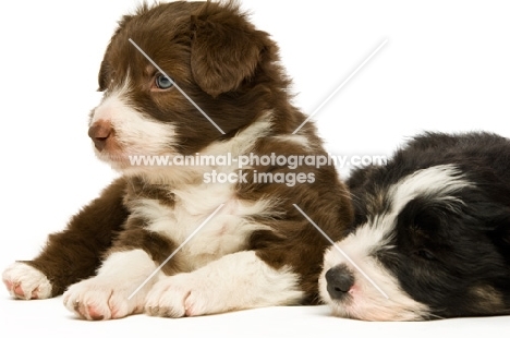 two Bearded collie puppies, one sleeping