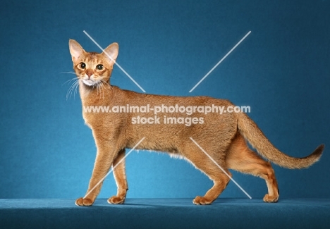 champion chocolate Abyssinian female standing to left looking at camera, good conformation pose.