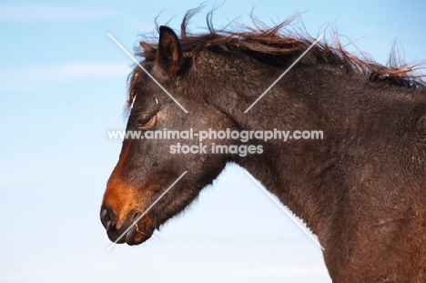 Morgan Horse profile