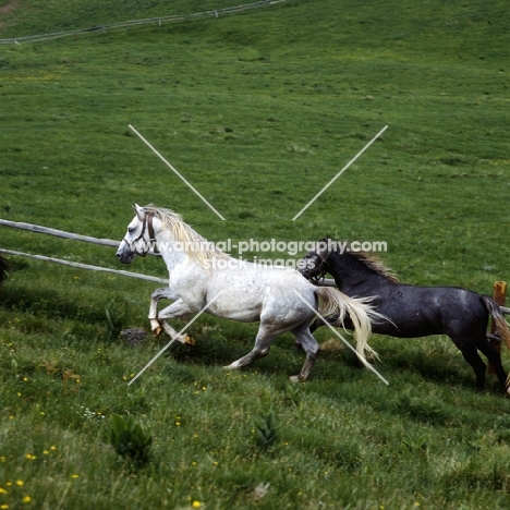 2 lipizzaner colts cantering at stubalm, piber