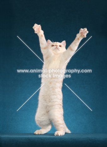 British Shorthair reaching out