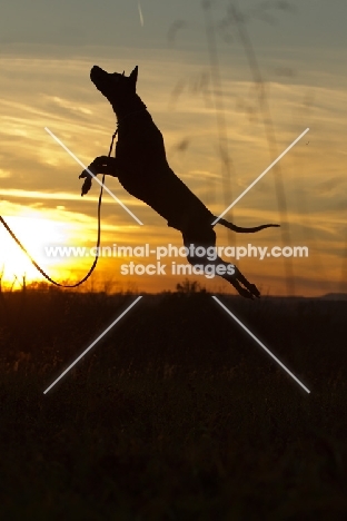 Thailand Ridgeback jumping into the sunset