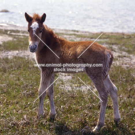 Chincoteague foal on assateague island