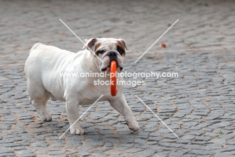 English Bulldog with a ring