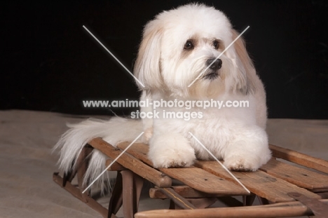 Coton de Tulear on sleigh