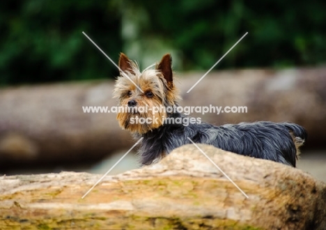 Yorkshire Terrier behind log