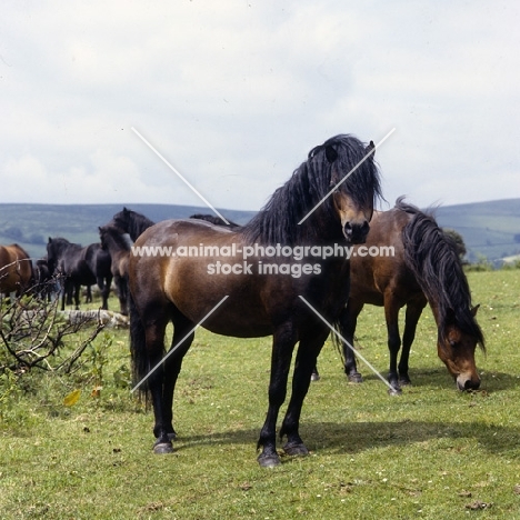dartmoor pony stallion full body 