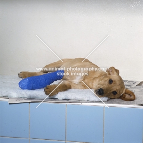 dog with bandaged leg in vet's surgery