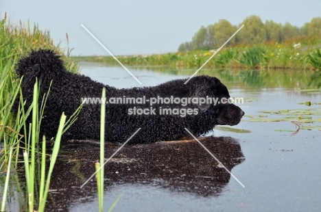 black Wetterhound walking into water