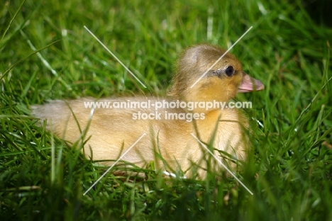 Call duckling on grass