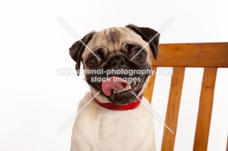 Pug in studio