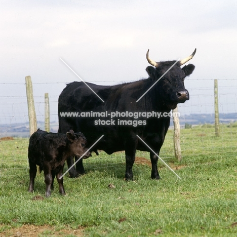dexter cow and calf