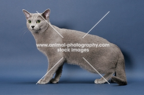 male Russian Blue cat