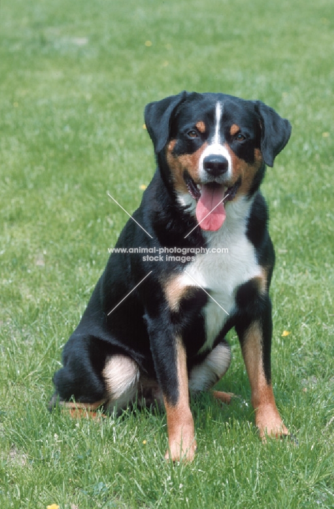 appenzeller sennenhund sitting down