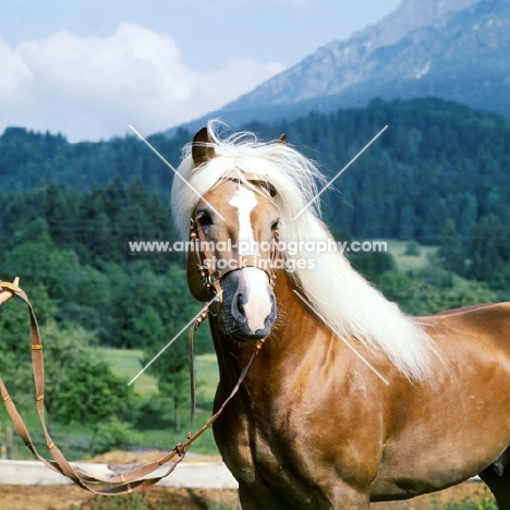 Afghan, windswept Haflinger stallion