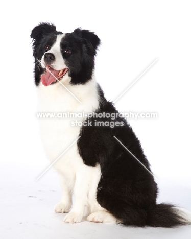 black and white Border Collie