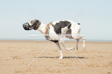 muzzled Lurcher running