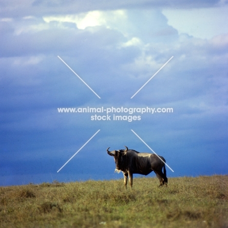 wildebeest in nairobi np