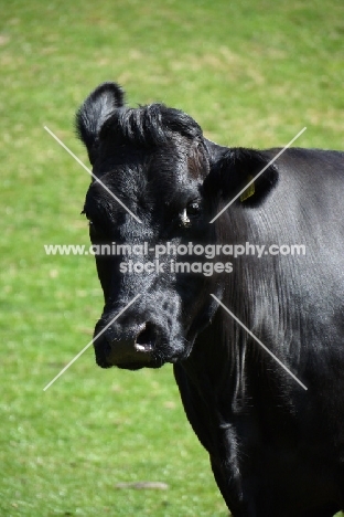 Limousin cross cow