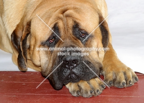 apricot coloured Mastiff, looking defeated