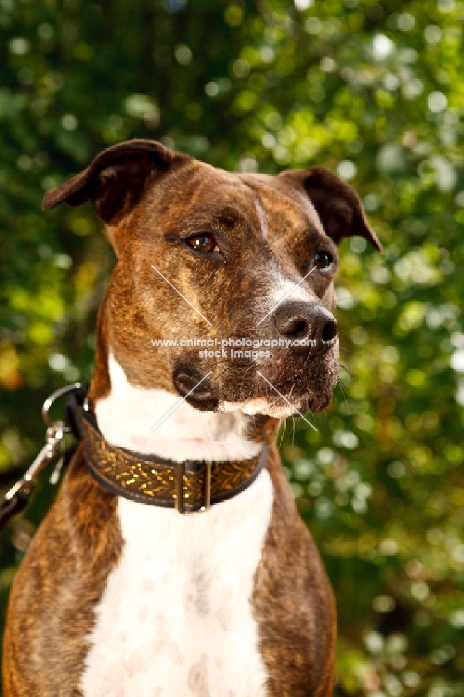 American staffie