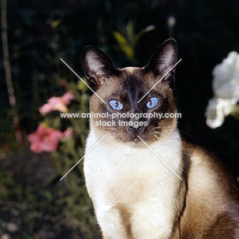 old style siamese cat, seal point 