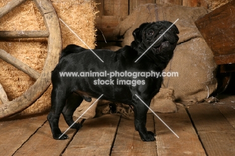 black Pug in barn