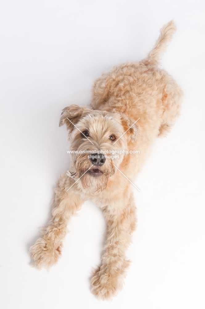 Wheaten Terrier lying down looking up at camera