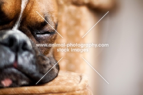 Boxer sleeping on couch