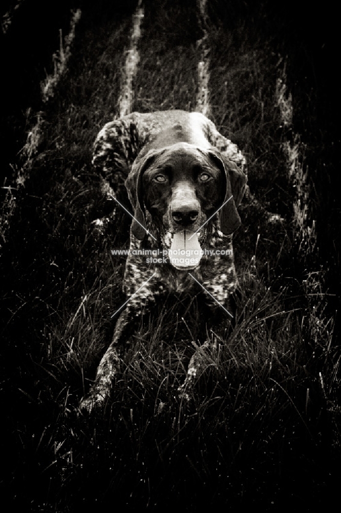 german shorthaired pointer lying in yard