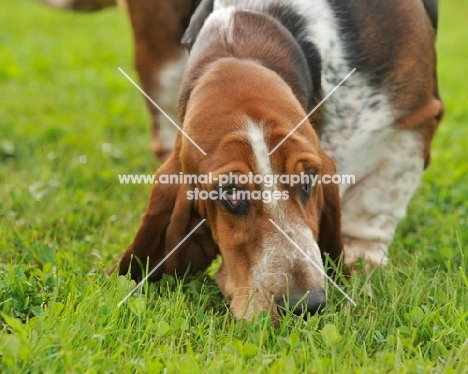 Basset Hound smelling grass