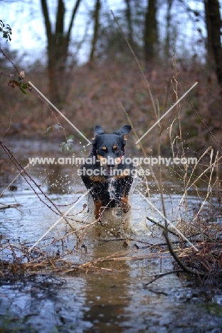 black and tan mongrel dog jumping in a pond, forest in the background