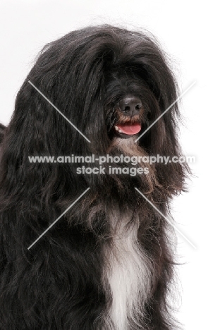 Black & White & Tan Tibetan Terrier, portrait