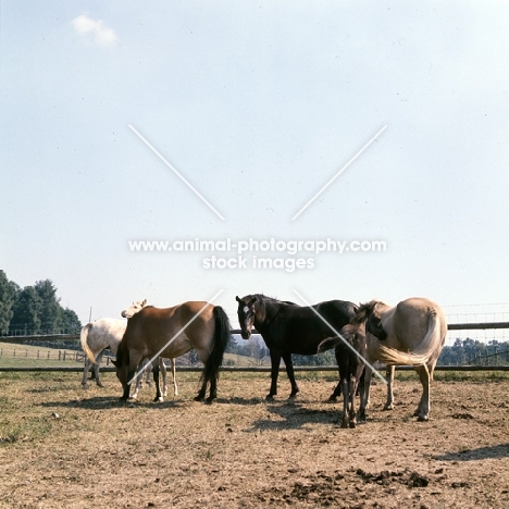 group of Gotland Ponies mares and foals in enclosure in Sweden