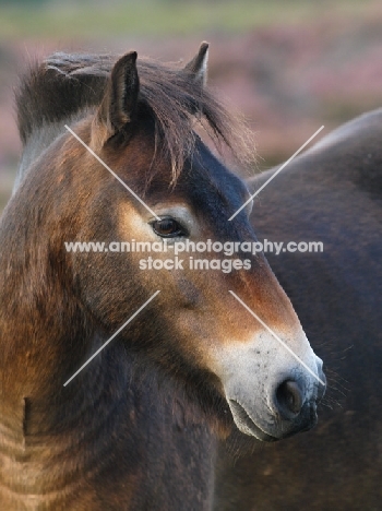 Exmoor Pony portrait, looking away