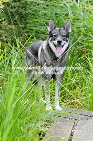 Swedish Elkhound (aka Jamthund)