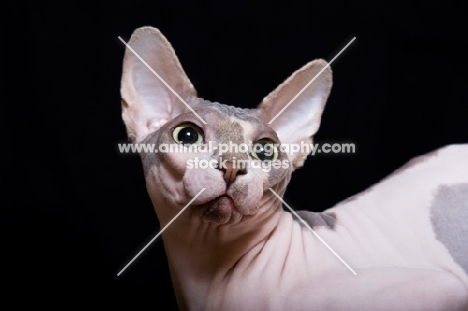 sphynx cat looking back