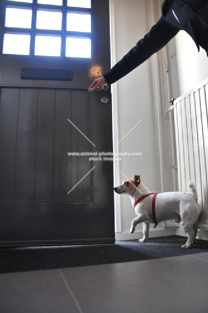 Jack Russell terrier eager to go for a walk